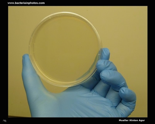 mueller hinton agar plate